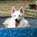 zampyro#6527's avatar