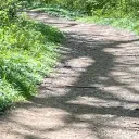 .forest.sys