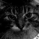 catsncapes