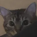 _anjie_