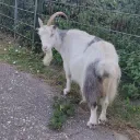 anyathegoat