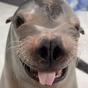 avatar 𝐋𝐢𝐧𝐝𝐚 🦭