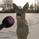 rakattack
