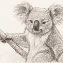 koalaa__