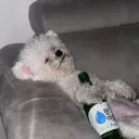 jeonim