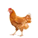 chixen.