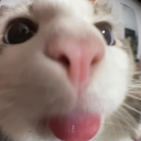 _goguma_#3128's avatar