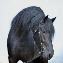 diablo9999 member profile picture