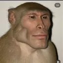 moggingmonkey