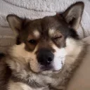 wolfboyfriend