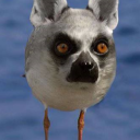 zyankali3#0484's avatar