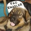 out.of.service.dog