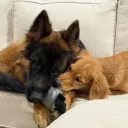 indefatigability