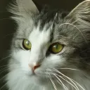 gatoparty
