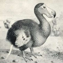 avatar DODO