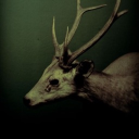 avatar Moth (Hiatus)