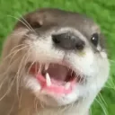 rotwzl