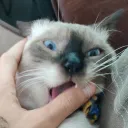 yagibaha