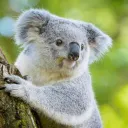 koalacards