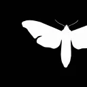 blinkmoth