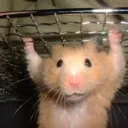 hamster_004