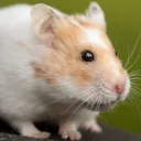 hamhamster