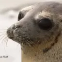 aquaphobicseal