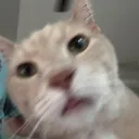 medrewsa
