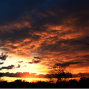 avatar Arizonian🌵