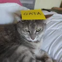 vrola