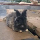 greatbodoh