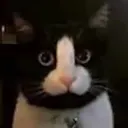 kitcat2404 avatar
