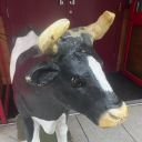 avatar Blackpool cow