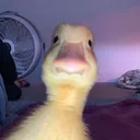 dukkvt