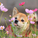 23152g639k1l20p's Avatar