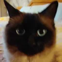 dovahlily