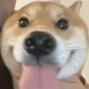 the_darijus