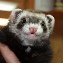 ferretdev