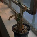 lilyinthelu