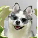 dark_bark