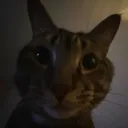 zexi