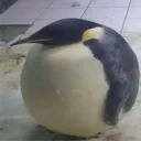 emirhanlol1