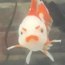 avatar Con Cá Vàng Màu Xanh Lá Cây