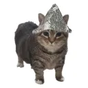 tinfoil_cat