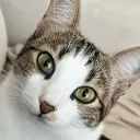 barusus