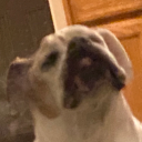 ryevall#8972's avatar