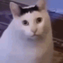 avatar R̾o̾t̾t̾i̾n̾g̾ ̾F̾o̾r̾e̾s̾k̾i̾n̾