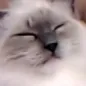 sirdel