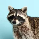 snakur