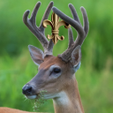 avatar ⚜ Lennon Burr 🦌